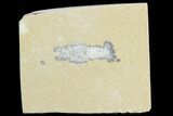 Cretaceous Slipper Lobster (Acanthophoenicides) - Lebanon #123996-1